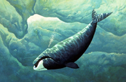 Did you know? Crude oil saved the whales Did you know? Crude oil saved the whales